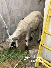  4 خروف ربي يبارك