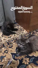  4 قطط شيرازي