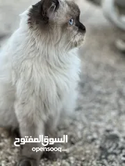  2 قط من فصيل راغدول اغلا أنواع القطط