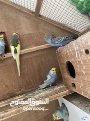  8 طيور حب للبيع مع الاقفاص