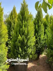  3 مشاتل الريان الزراعية إنتاج وبيع جميع انواع الاشجار المثمره والزينه