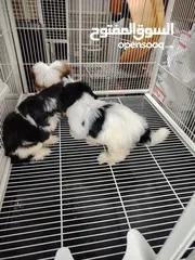  5 Shihzt pure puppies 2 months old 