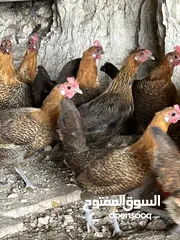  2 دجاج برهومي