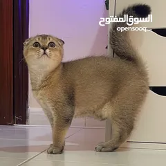  3 سكوتش فولد وستريت للبيع