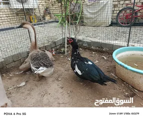  4 بش مصري +وز كوبرا