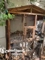  2 للبيع طيور زيبرا مع القفص و الاكل