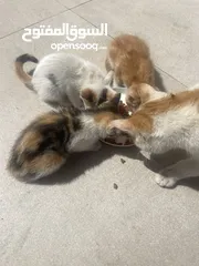  1 Kittens need home mom ran over by car -