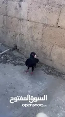  16 مسود اسود للبيع