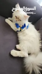  1 بيع قط نوع شيرازي