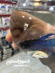  3 سمك فايتر هاف مون طفرات وأحجام وألوان تشكيلة خرافية هاف مون