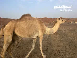  1 ناقه لبيع ما شاء الله