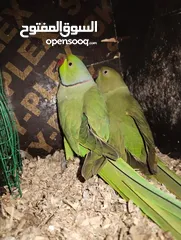  18 Green parrot 2 breading pair 100% bread pair