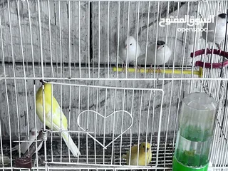  7 كناري مخليف (13) للبيع