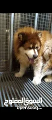  21 Pomeranian   Samoyed    Giant Malamute