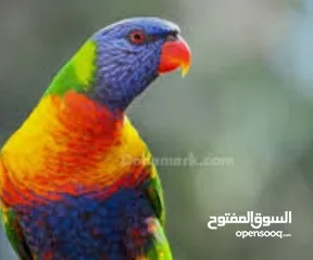  2 فروخ ببغاء لوري الليفه