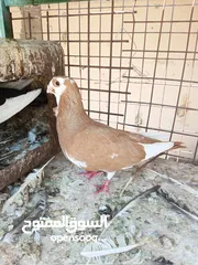  9 حمام للبيع