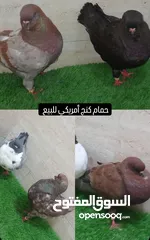  4 حمام كنج أمريكي للبيع بيور