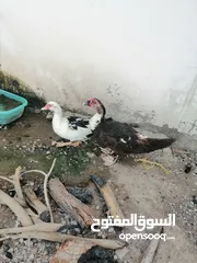  1 للبيع بط مصري الحبه ب4ريال