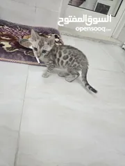  10 Pure Snow Bengal Kitten