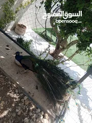  4 طاووس للبيع