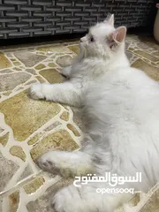  8 قط شيرازي ابيض