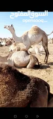  1 بوش سودانيات أصايل سابقات منتجات حلين في السودان كسلا