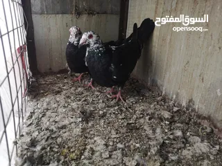  4 جواز حمام شغاله للبيع كل جوز الوا سعر