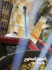  10 انثى كوكتيل البينو عين حمرا اليف ولعوب وهادي وشغاله جوز روز شغلات واليفات امنتيجات عندي وذكر روزاليف