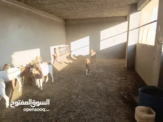  5 ماعز خليط موجود كمية