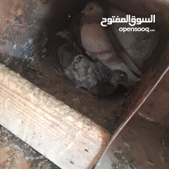 4 حمام منوع وملون