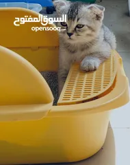  10 قطط أنثى العمر شهرين.  2 Month Female Kitten