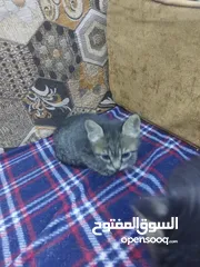  12 قطتان صغيرتان للتبني مجانا في صويلح
