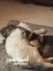  2 قطط للتبني الام سنه ونص والكتنز شهرين ونص