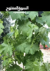  20 مزرعة مميزة و مشجرة للبيع بسعر مغري