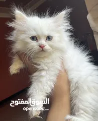  6 قطط شيرازي نضيفات العمر ثلاث شهور