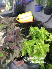  21 اشتال للبيع يتوفر اشتال منوعه وجميله