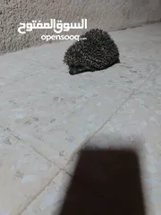  1 قنفذ أنثى صحه ونضافه 13