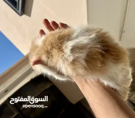  3 قطط للبيع بنغازي