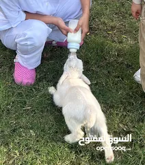  3 تيس جيكي عمر شهر