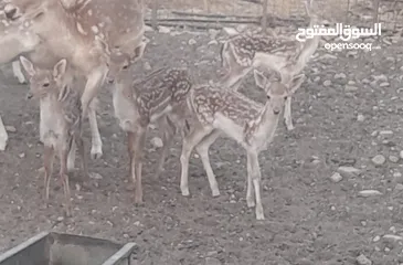  4 غزلان للبيع