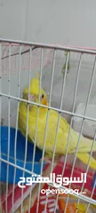  3 طيور كوكتيل للبيع