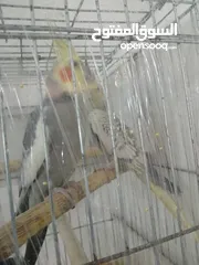  1 كوكتيل جوز بالصلاه على النبي
