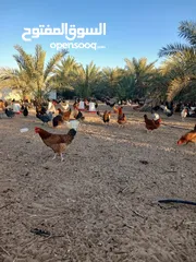  21 بيض بلدي طبيعي العين ابو ظبي 