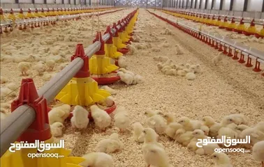  8 تجهيز وبناء مزارع الدواجن المغلقة
