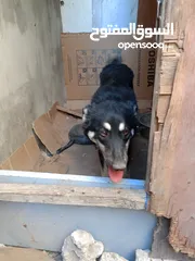 1 كلب جيرمن شيبرد للبيع او للبدل اليف جدا لعوب