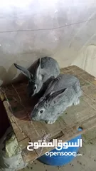  1 ارانب هجين  وحاضنتين للبيع