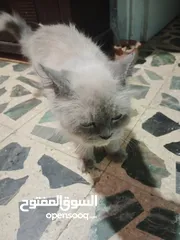  4 قطه انثى سكوتش فولد العمر 11شهر
