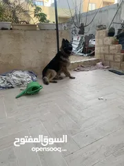  5 جوز جيرمن ذكر وانثى عمرهن سنة ونص جوز مستوا عالي
