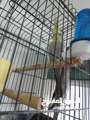  1 جوز ببغاء كوكتيل شغال جوز الطيره اجنبيه ختم اجنبي والفحل بلدي بالصلاه على النبي مع قفص كاسكو