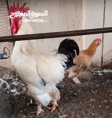  7 دجاج عماني وأناث رومي وكوشن هجين وديكة البولش أصلي